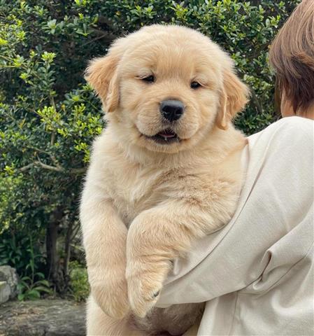 $600 : Golden Retriever Pup image 1