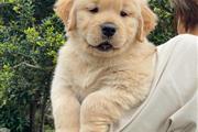 Golden Retriever Pup en Sacramento