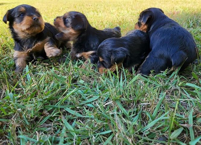 $450 : healthy yorkie puppies image 5