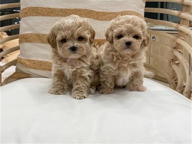 $350 : MALTIPOO EN VENTA image 2