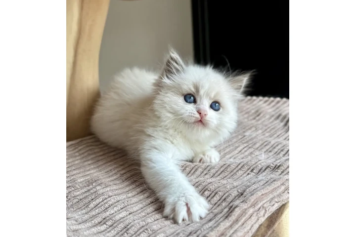 $280 : 2 Ragdoll Kittens For Sale image 2