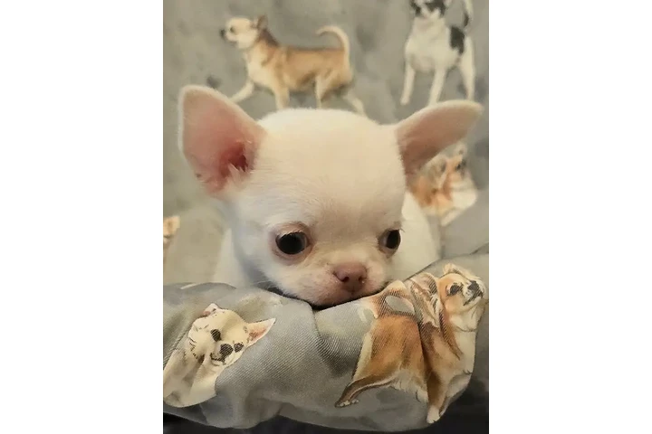 $350 : Cachorros Chihuahua en venta image 3
