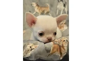 $350 : Cachorros Chihuahua en venta thumbnail