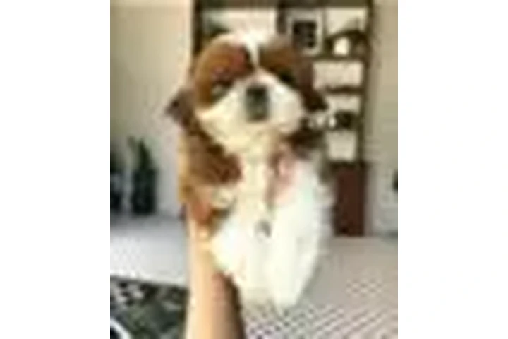 $400 : Shih Tzu puppies ready now image 3