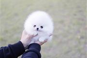 $250 : Teacup Pomeranian puppies thumbnail