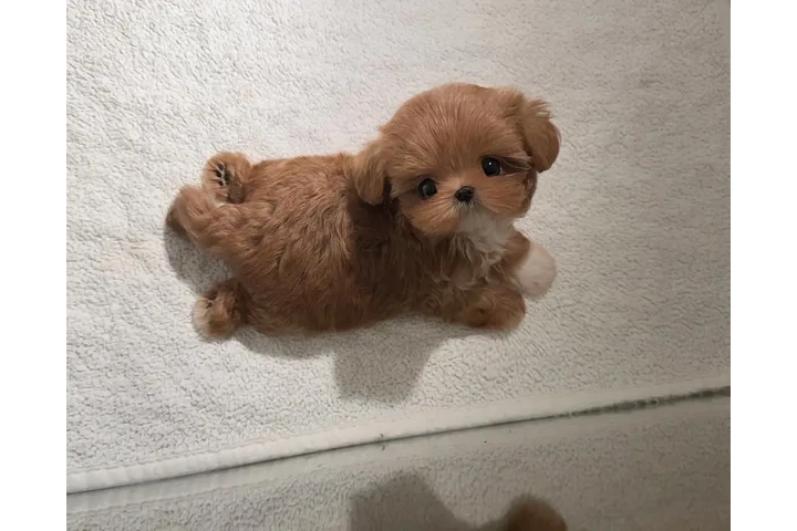 $350 : Cachorros Maltipoo taza de té image 2