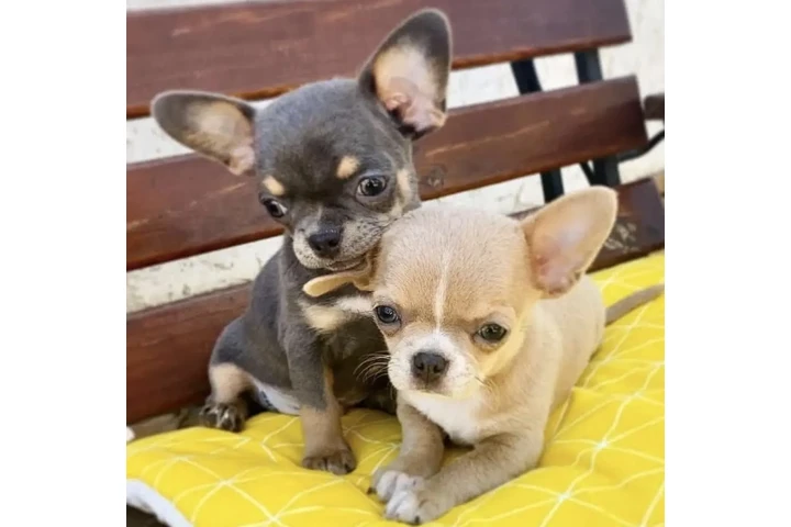 $400 : Chihuahua puppy and French bul image 1