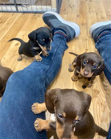 $300 : Dachshund smooth puppies image 1