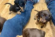 Dachshund smooth puppies