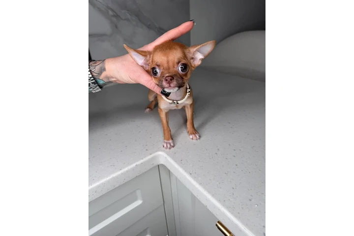$250 : Chihuahua teacup puppies ❤️ image 8