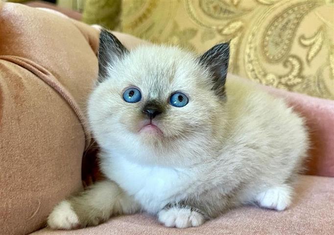 $260 : Cute Ragdolls Kitten image 2