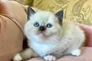 $260 : Cute Ragdolls Kitten thumbnail