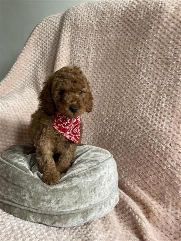 $300 : Cockapoo F1 girl ready now image 4