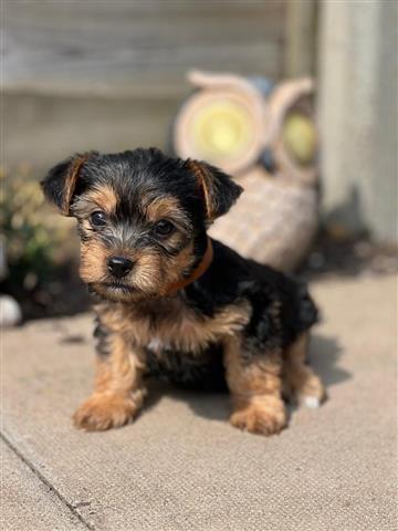 $490 : fluff yorkies for adoption image 2