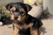 $490 : fluff yorkies for adoption thumbnail