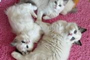 Gatitas Ragdoll hembras en Paterson