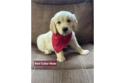 GOLDEN RETRIEVER FOR ADOPTION en Los Angeles