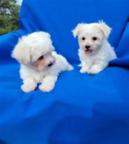 $650 : Gorgeous Maltese puppies image 1
