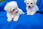 Gorgeous Maltese puppies en Kings County