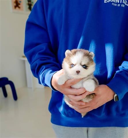 $300 : Pomeranian puppy for rehoming image 3