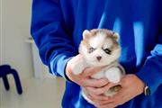 $300 : Pomeranian puppy for rehoming thumbnail