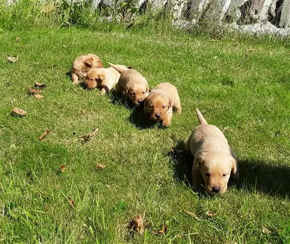 $550 : Health Golden Retriever Puppie image 2