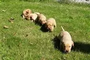 $550 : Health Golden Retriever Puppie thumbnail