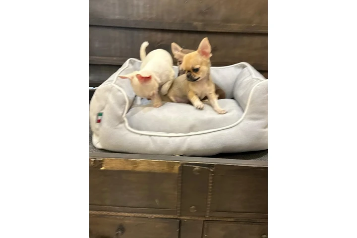 $350 : Chihuahua taza de té image 3