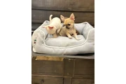 $350 : Chihuahua taza de té thumbnail