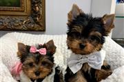 Cachorros Yorkie Nombre/Gigi