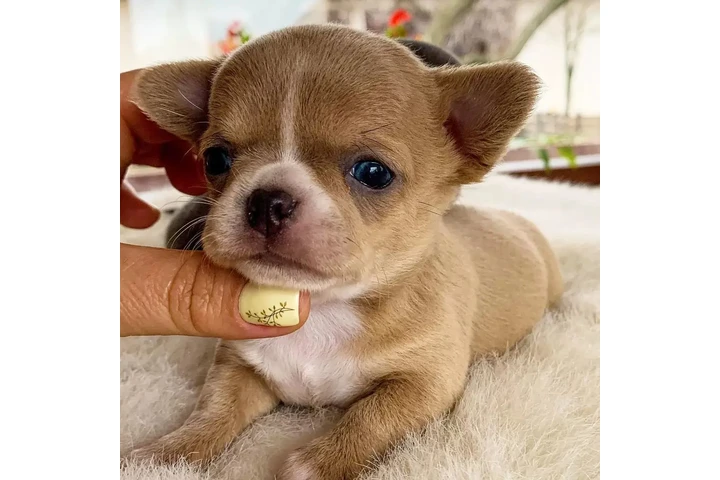 $350 : chihuahua en venta image 1