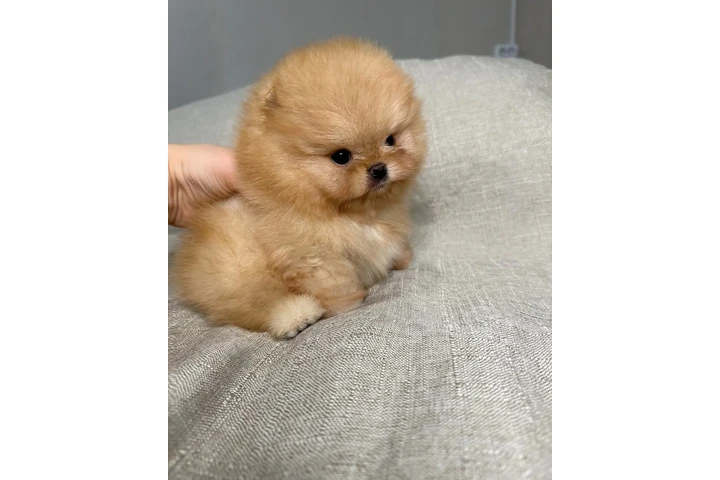 $350 : Pomerania taza de té image 2
