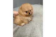 $350 : Pomerania taza de té thumbnail