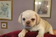 PUG PUPPIES FOR REHOMING