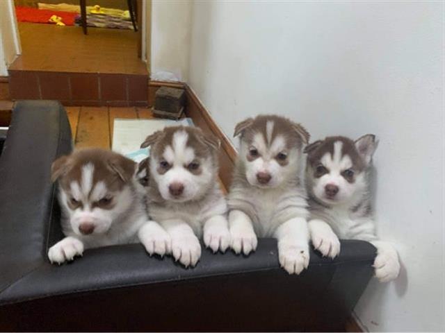 $350 : Husky siberiano a la venta image 2