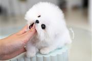 pomeranian puppies en Los Angeles