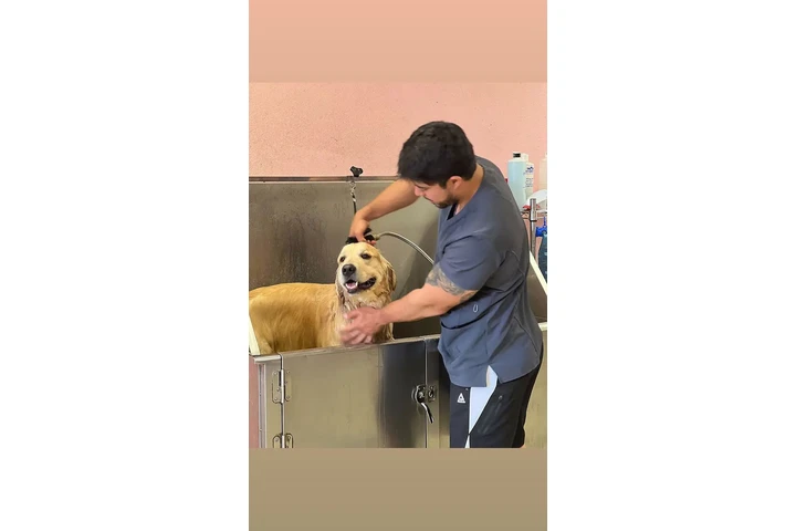 Bañador perros , shower dog image 1
