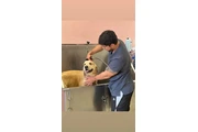 Bañador perros , shower dog en Los Angeles