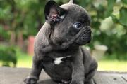 $250 : Frenchie Bulldog pup Ready thumbnail