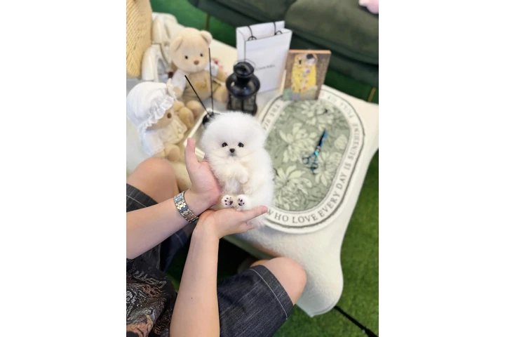 $300 : Pomeranian puppy for sale image 1