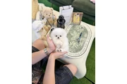 Pomeranian puppy for sale