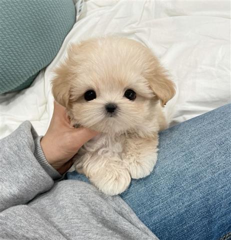 $350 : MALTIPOO EN VENTA image 1