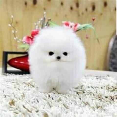 $400 : Pomeranian puppies image 3