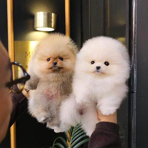 $350 : Cachorros Pomerania en venta image 2