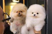 $350 : Cachorros Pomerania en venta thumbnail