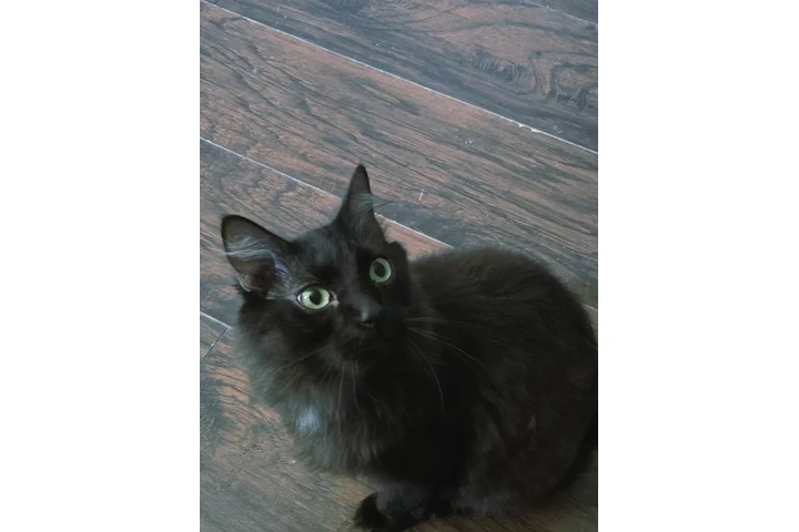 $50 : 50 : gatito de 2 anos free image 5