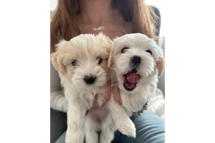 Beautiful maltipoo pups image 3