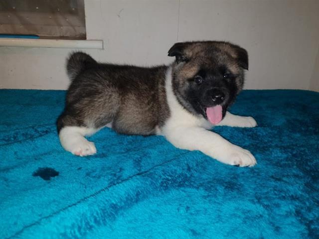 $490 : GORGEOUS AKITA FOR SALE image 3