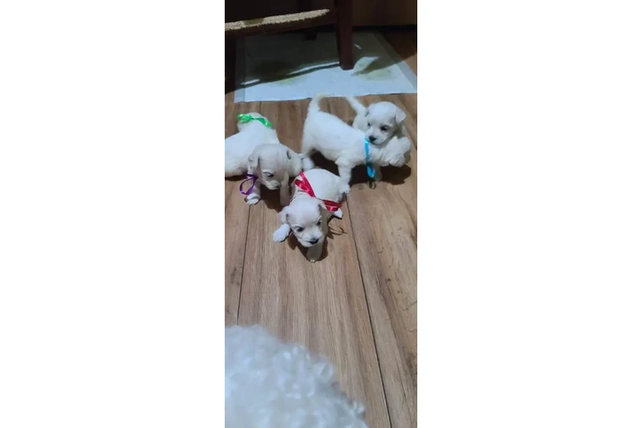 $500 : Maltese Puppies for adoption image 1