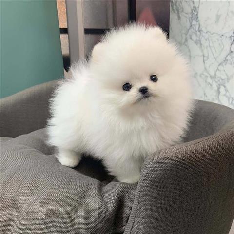 $350 : Cachorros Pomerania en venta image 2